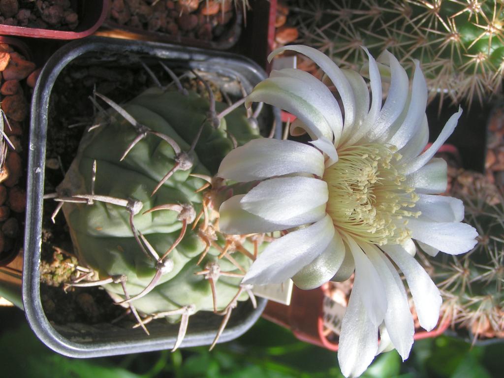 Gymnocalycium vatterii P 108 las Rabonas